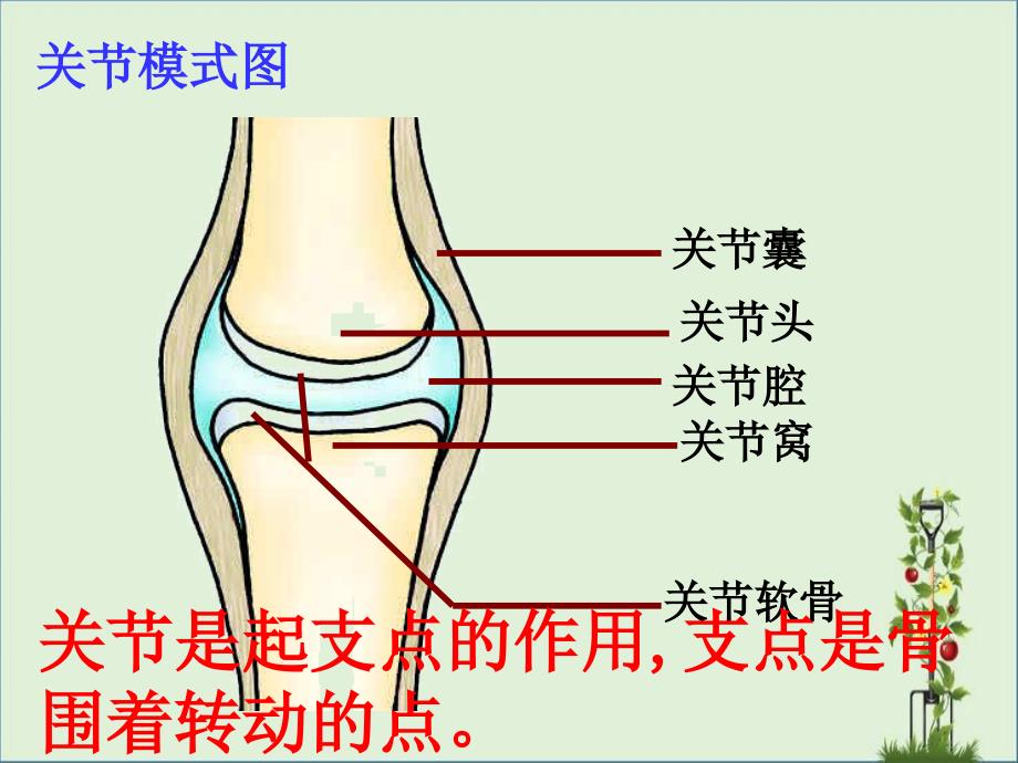 先天性行为3一只失去雏鸟的美国红雀_第1页