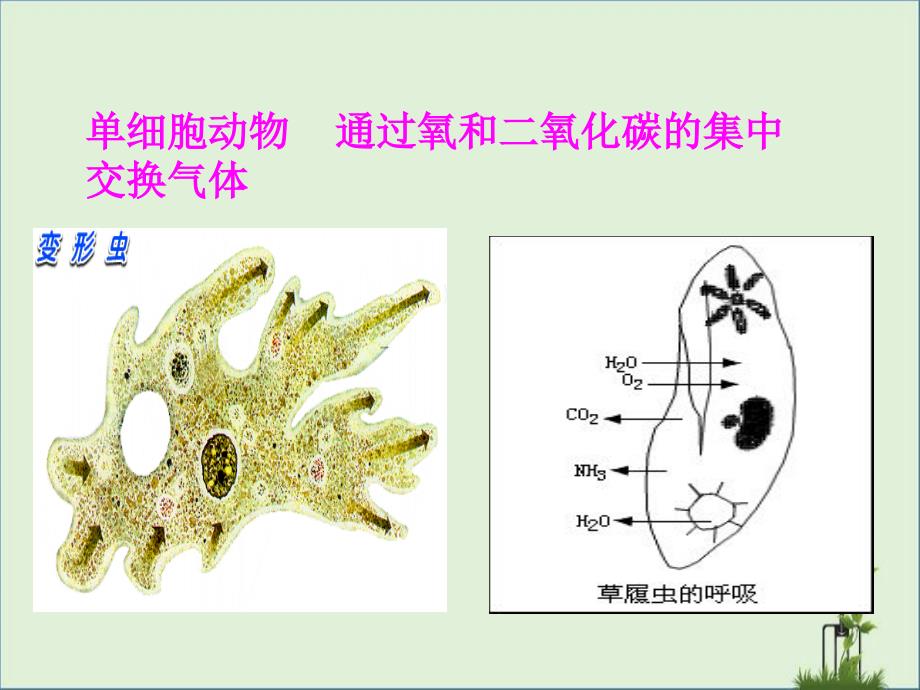 其他生物的呼吸月号_第1页