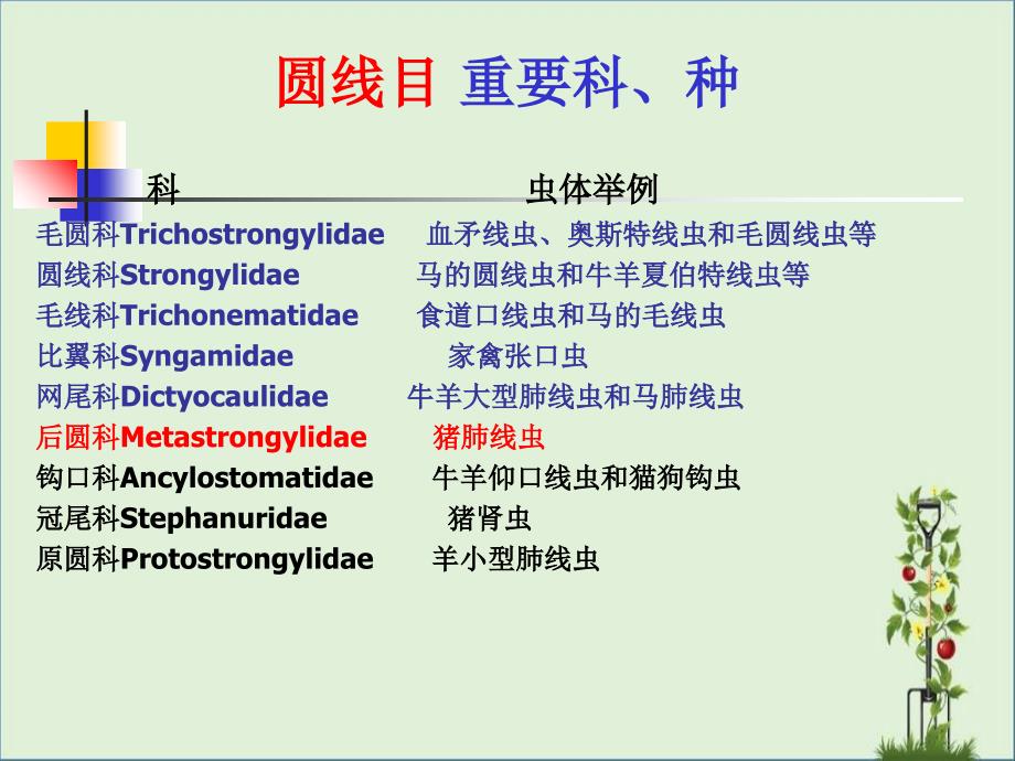 六-猪肺线虫病_第1页