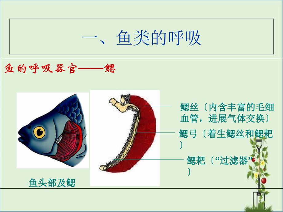 其他生物的呼吸制作_第1页