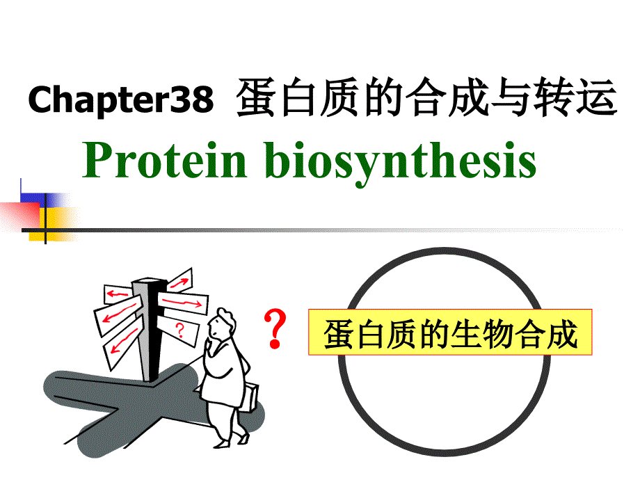 第38章蛋白质的合成与转运_第1页