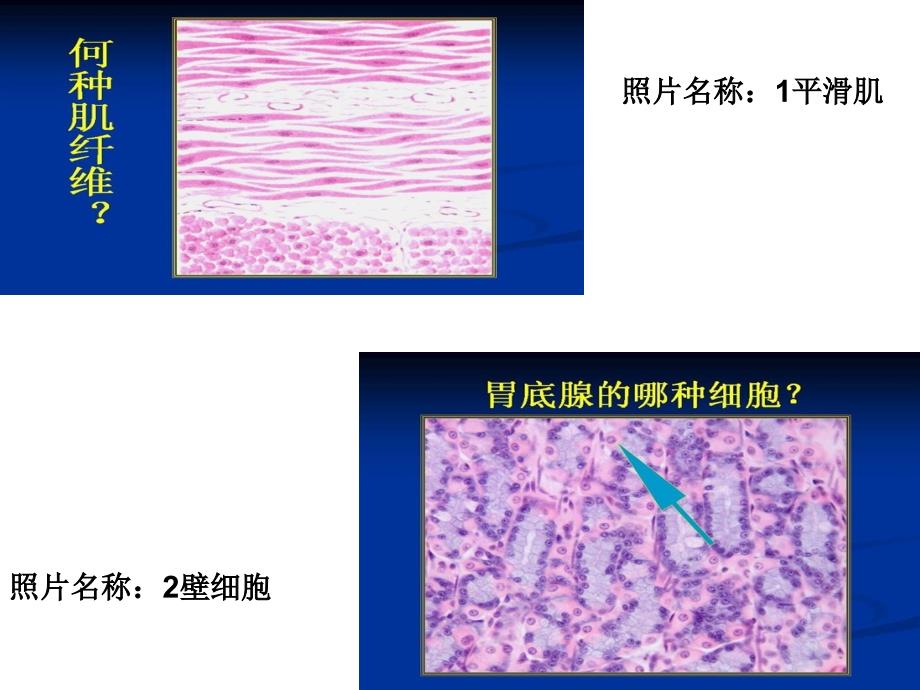 组织学与胚胎学的玻片图_第1页