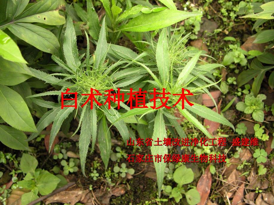 白术种植技术_第1页