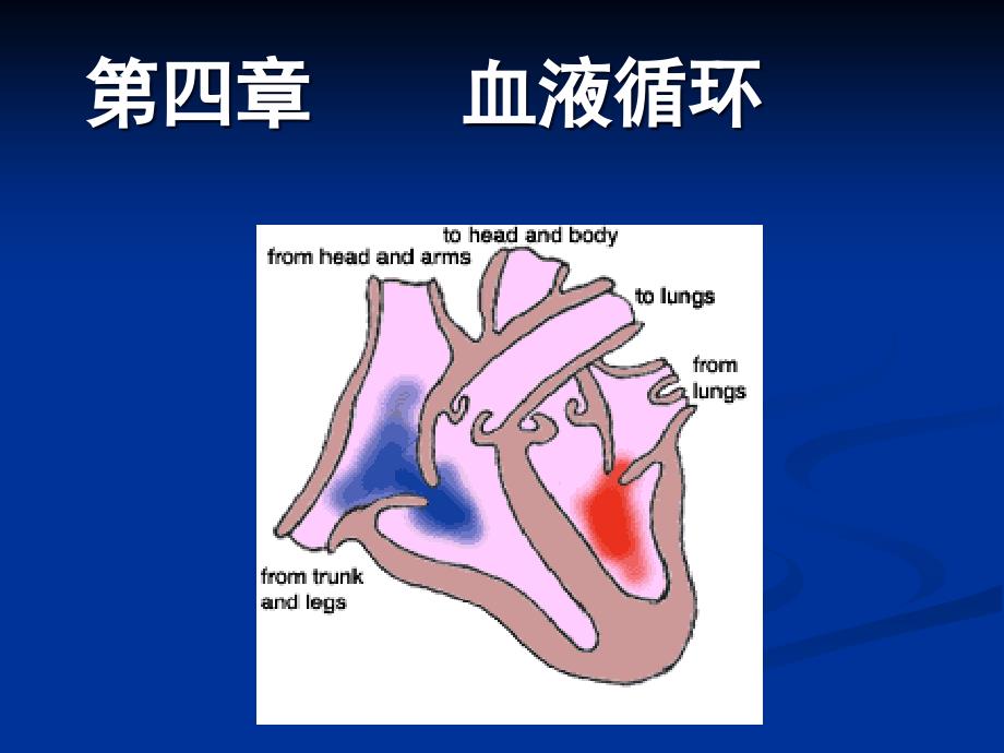 第4章第1节心脏的泵血功能名师编辑PPT课件_第1页