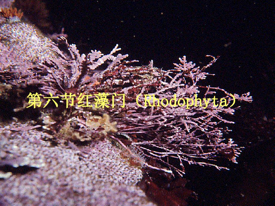 第4章4红藻门Rhodophyta_第1页