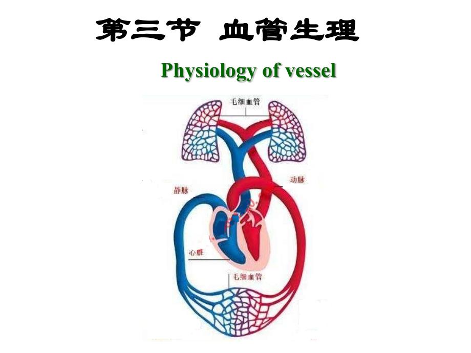 第4章第3节血管生理名师编辑PPT课件_第1页