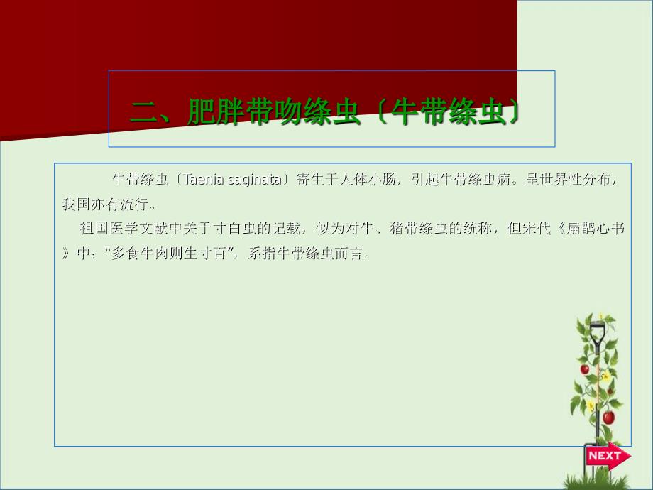 2、牛带绦虫解析_第1页