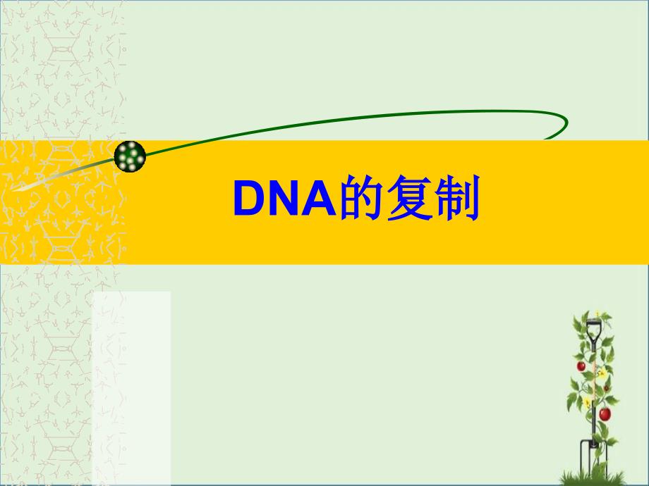 DNA的复制ppt_第1页