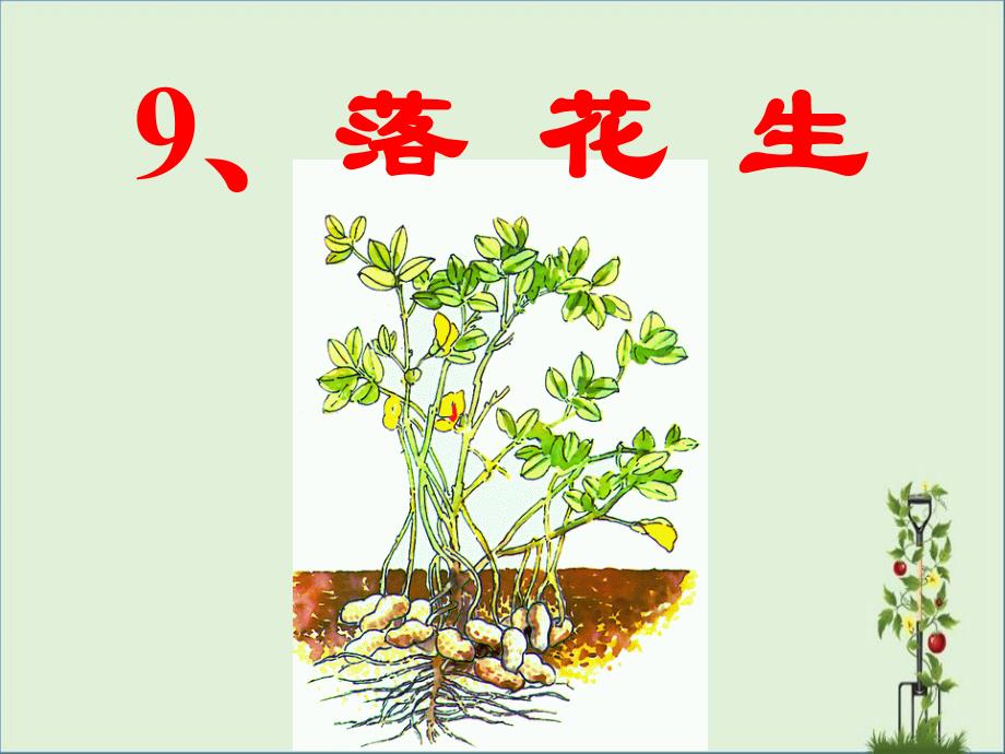 9、落花生详解_第1页