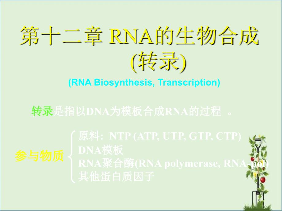 RNA的生物合成(轉(zhuǎn)錄)_第1頁(yè)