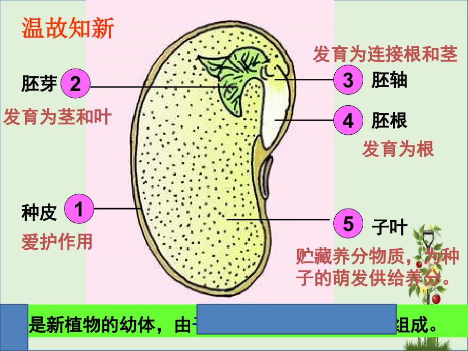 七年级生物上种子的萌发资料_第1页