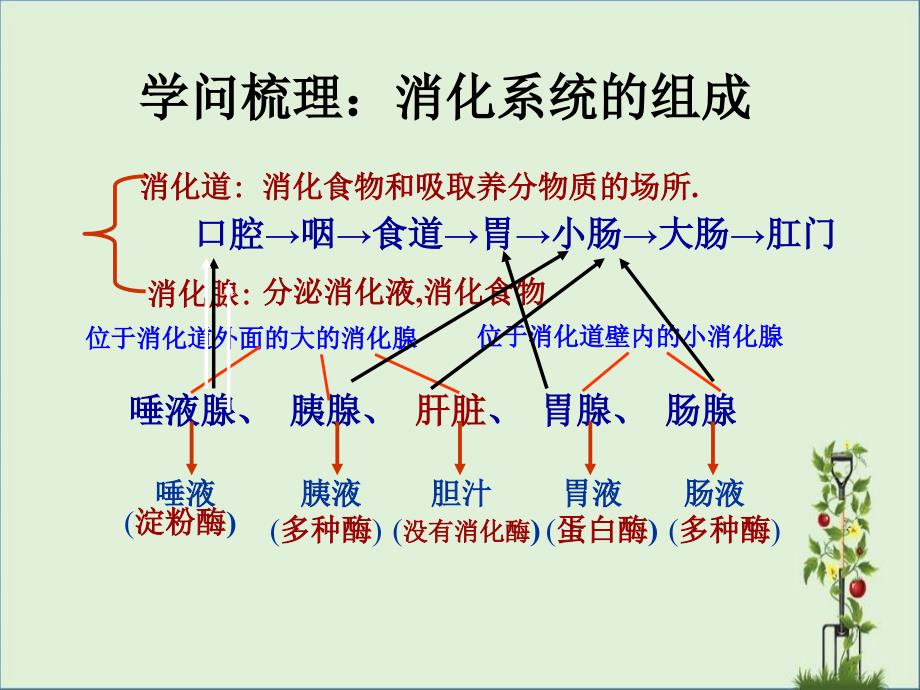 七年级下生物——习题课消化和吸收_第1页