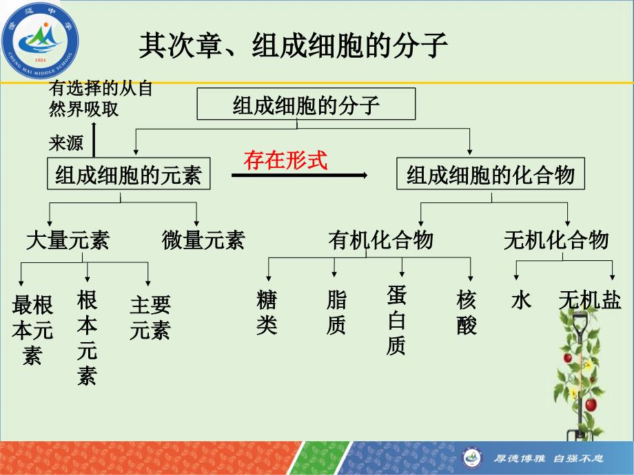 一轮复习组成细胞的元素及无机化合物概述_第1页