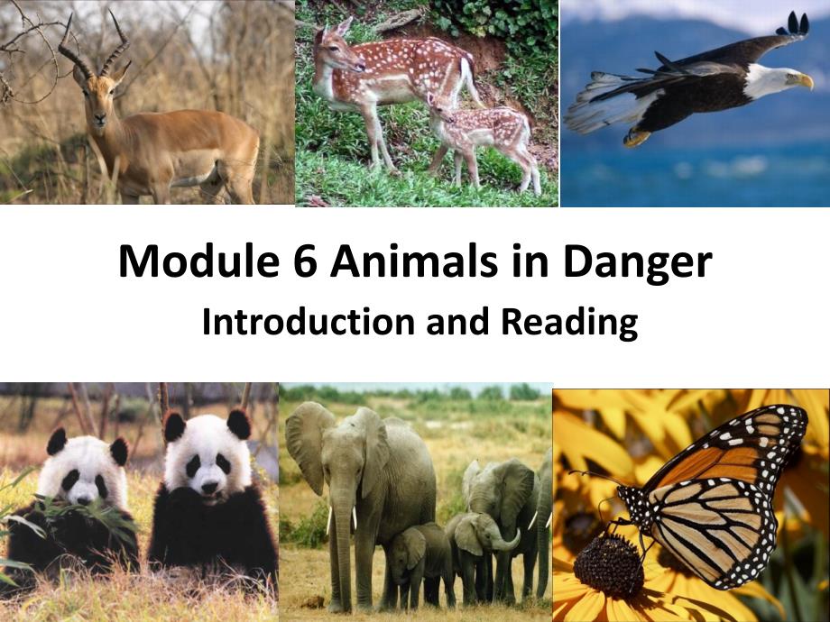 Module-6--Animals-in-danger-(Introduction-and-Reading)_第1页