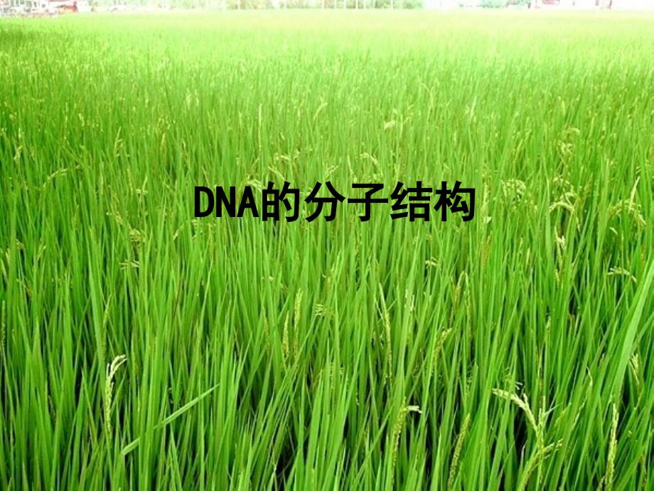 DNA的分子结构_第1页