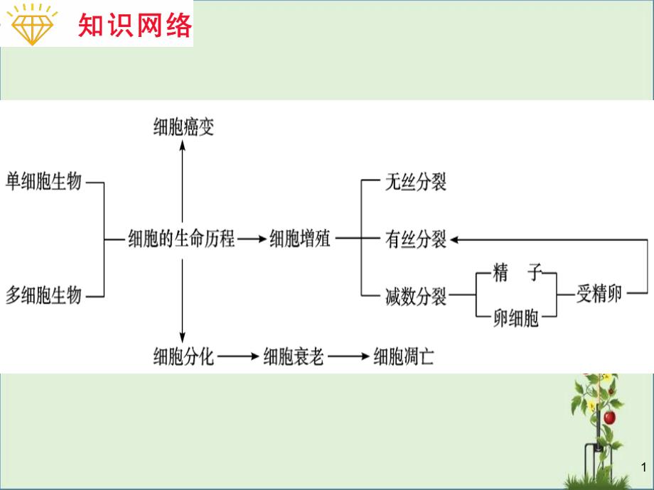 专题-细胞的生命历程_第1页