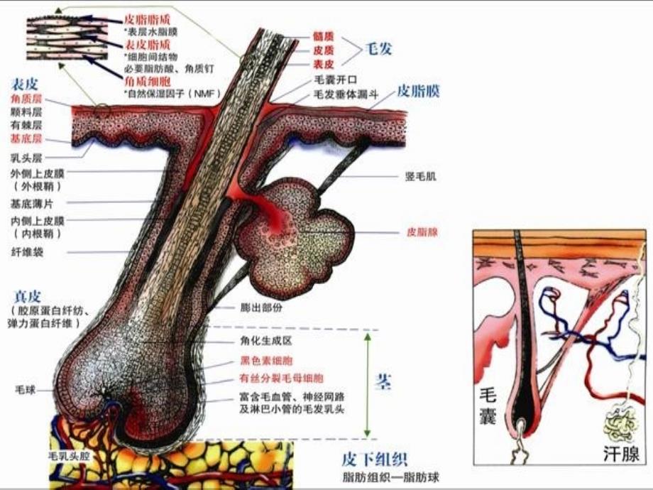 毛发生理学初级课程_第1页