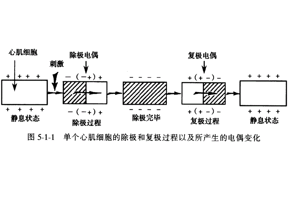 [临床医学]心电图图谱_第1页