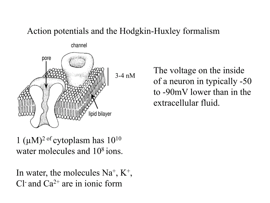 Action potentials and the Hodgkin-Huxley formalism_第1页