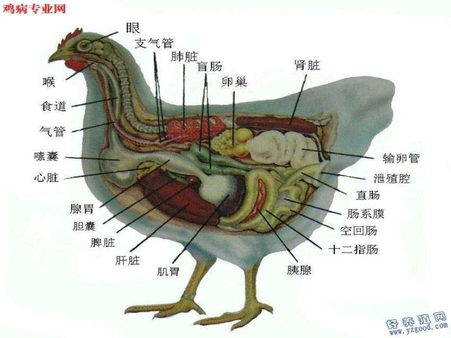 鸡解剖图及各器官常见病分析_第1页