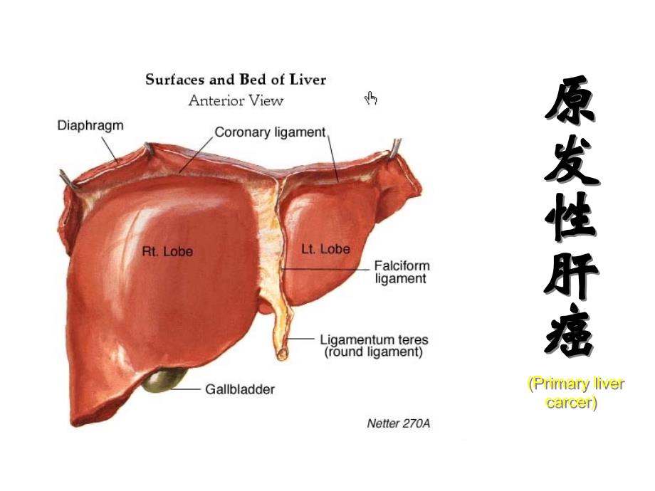 内科护理学原发性肝癌资料_第1页