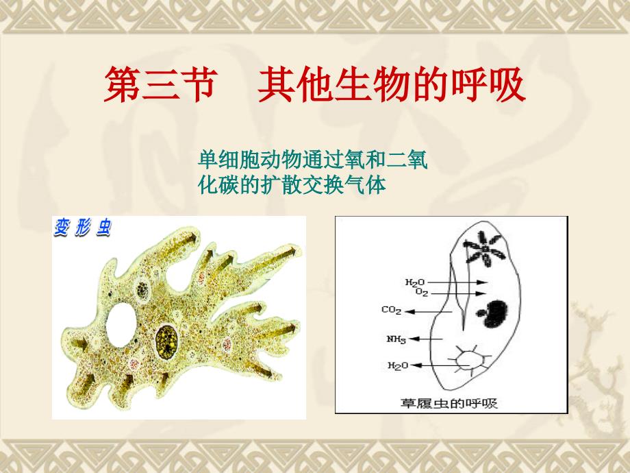 其他生物的呼吸(制作)_第1页