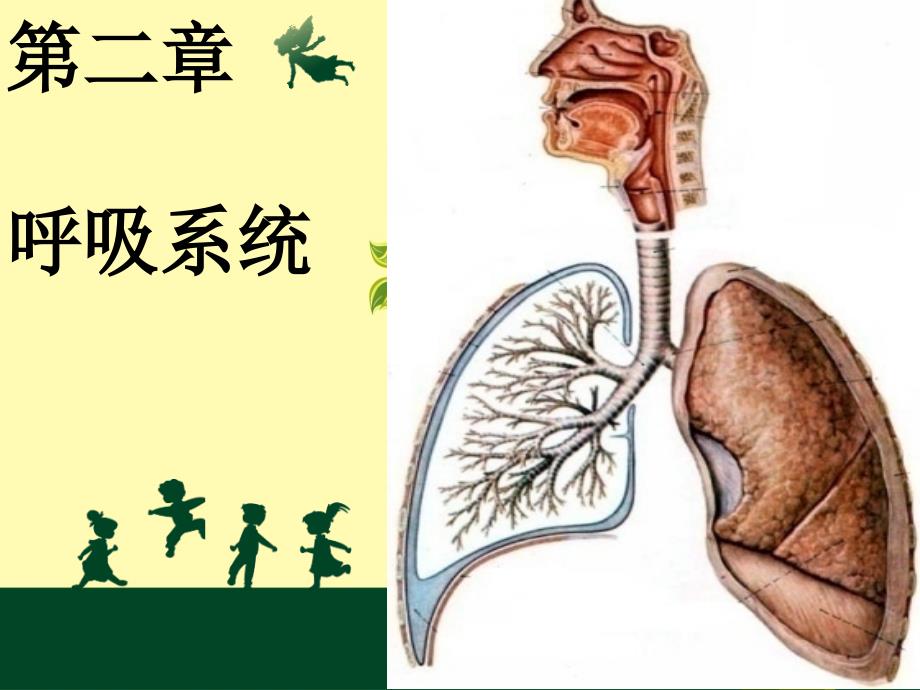 呼吸系统概述及急性支气管炎_第1页