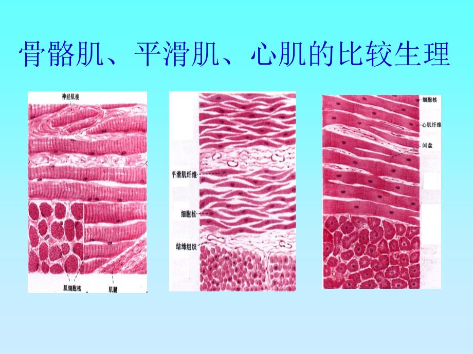 骨骼肌、心肌、平滑肌的比较PPT.ppt_第1页