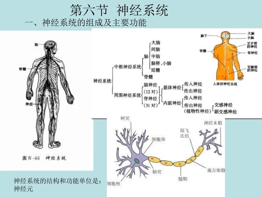 第六节神经系统_第1页