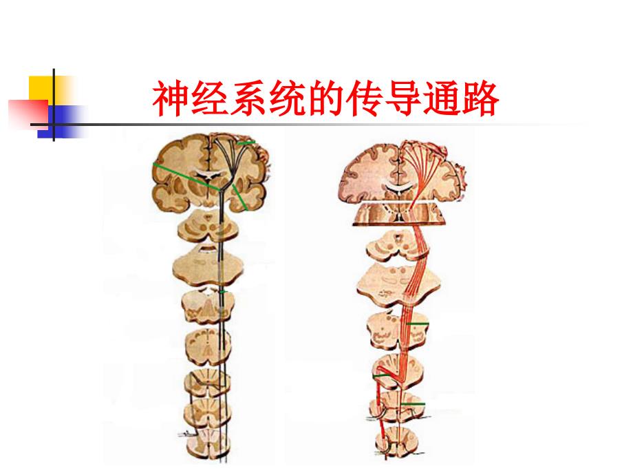 神经系统的传导通路_第1页