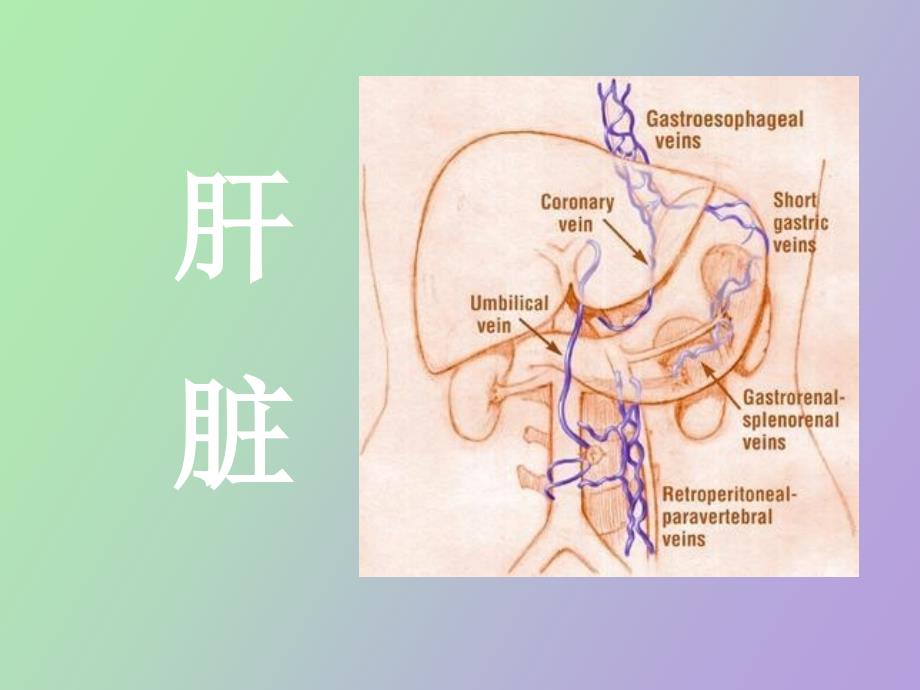 肝胆疾病影像诊断a_第1页