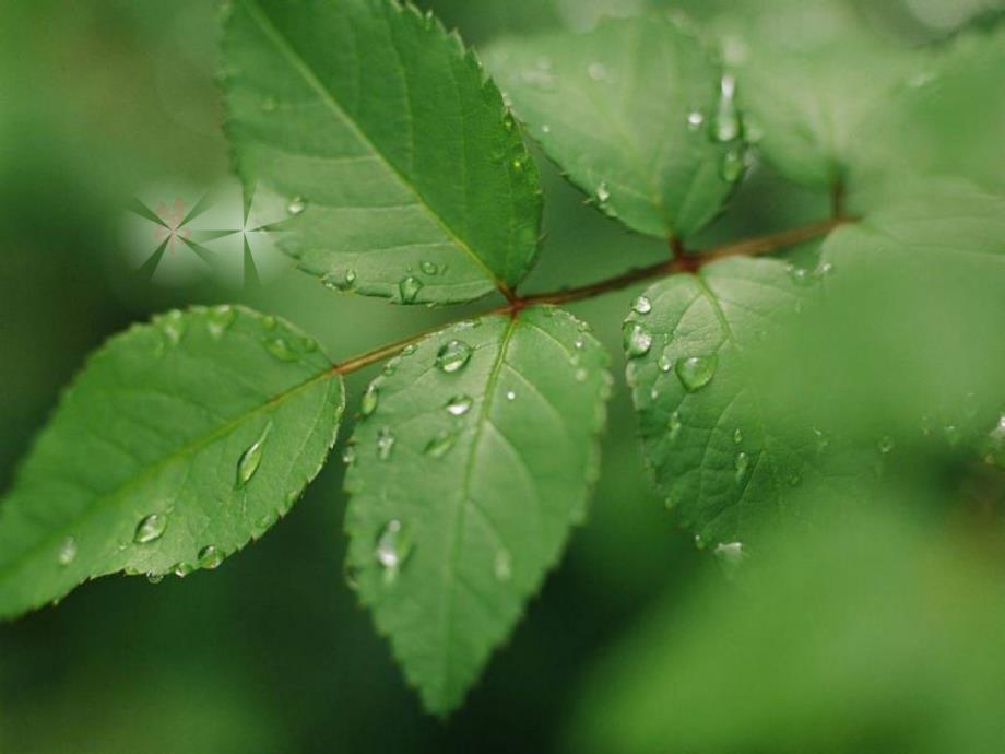 生殖器官的生长花的结构_第1页