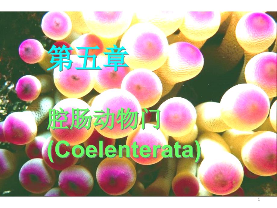 腔肠动物门Coelenterat_第1页