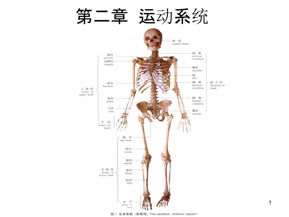 《人体解剖学》第二章运动系统解读PPT课件_第1页