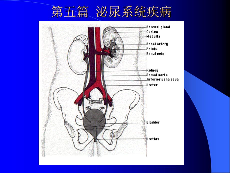 第五篇-泌尿系统疾病-内科循环课件_第1页