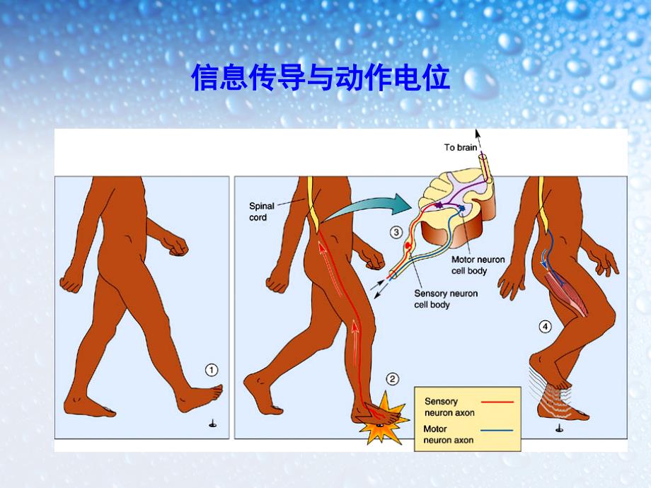 第二讲动作电位神经递质课件_第1页