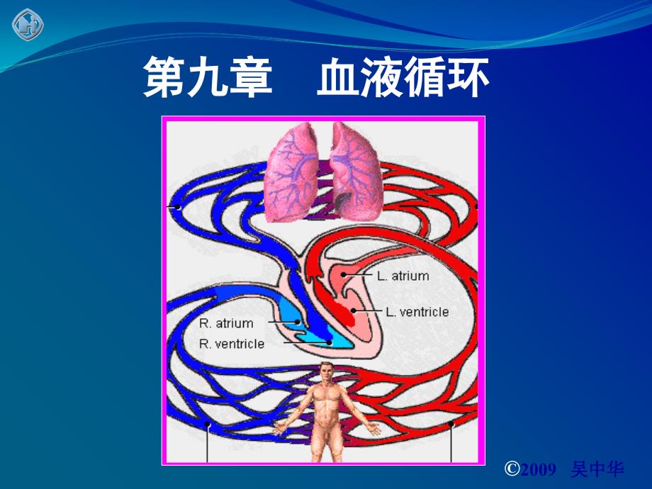 第九章-血液循环课件_第1页