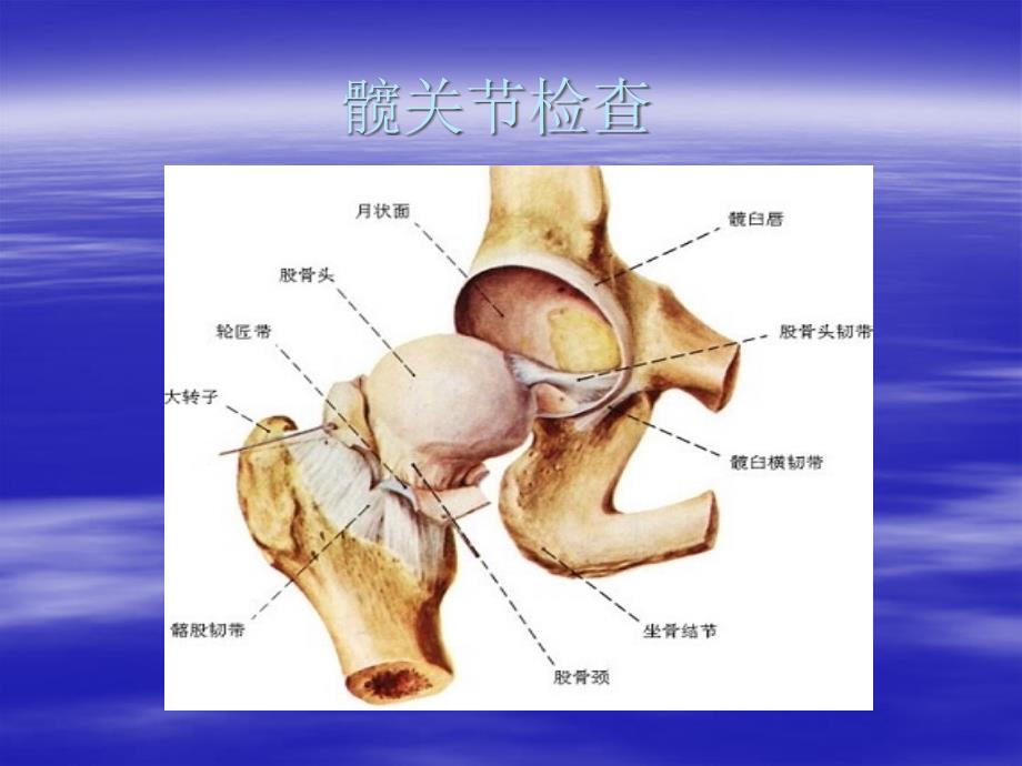 髖關(guān)節(jié)體格檢查_第1頁