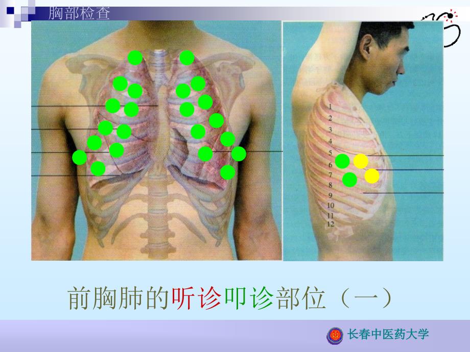 胸部检查--定位(精品)_第1页