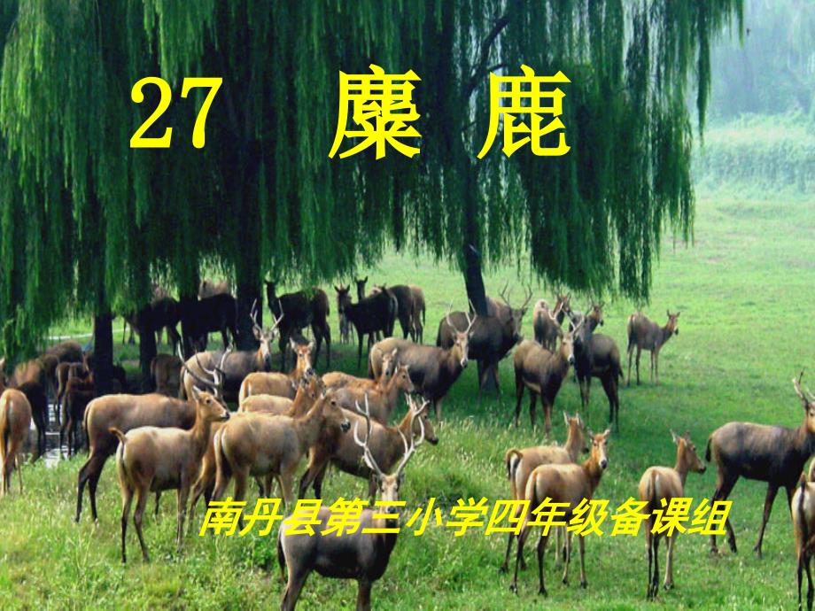 四年级语文下册27《麋鹿》杨秀羽_第1页