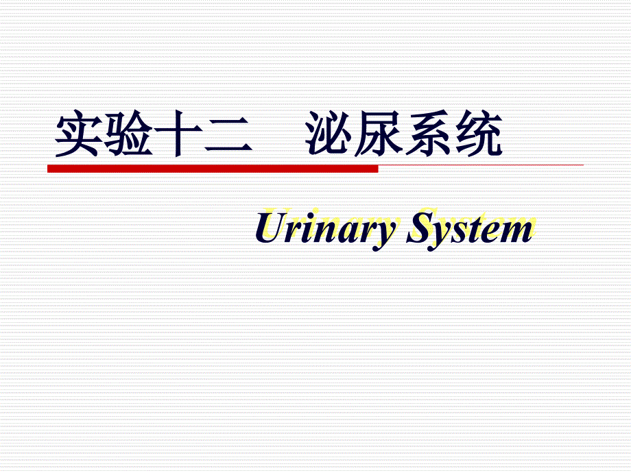 组织胚胎学泌尿系统_第1页