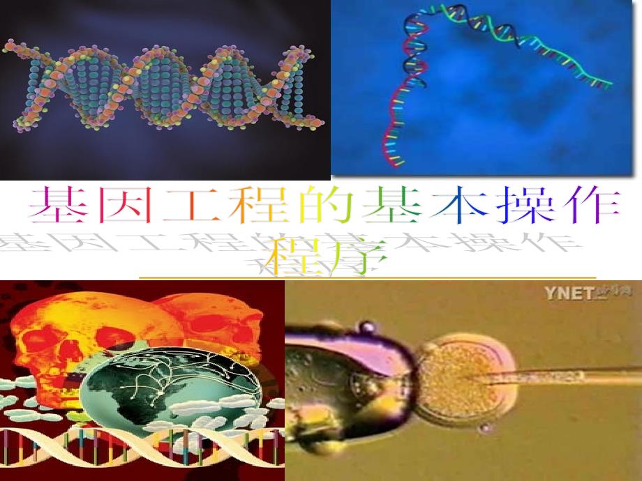 12基因工程的基本操作程序000_第1页