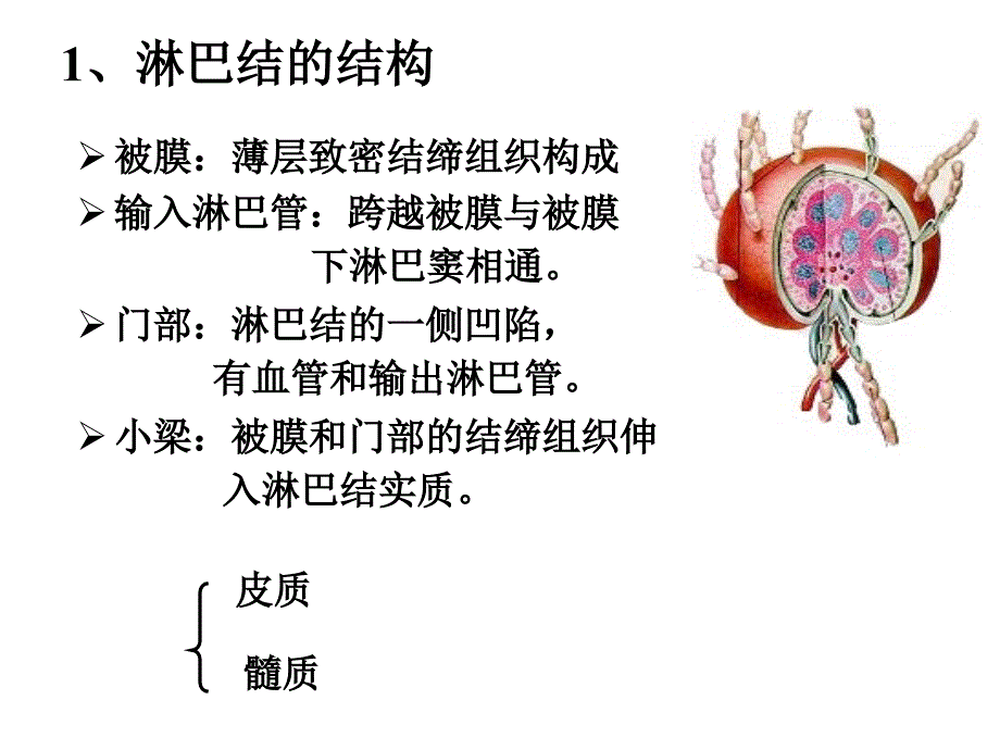 二淋巴结的结构课件_第1页