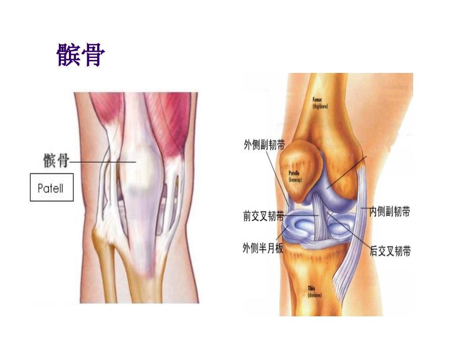 復(fù)發(fā)性髕骨脫位_第1頁