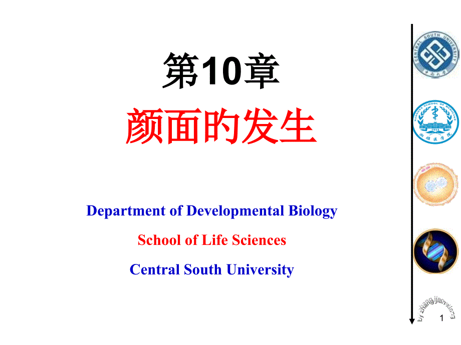 颜面的发生医学知识讲座_第1页