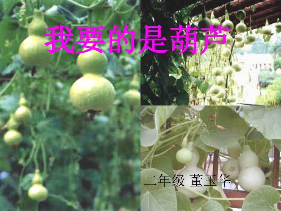 人教版小学语文二年级上册《我要的是葫芦》PPT课件(1)_第1页