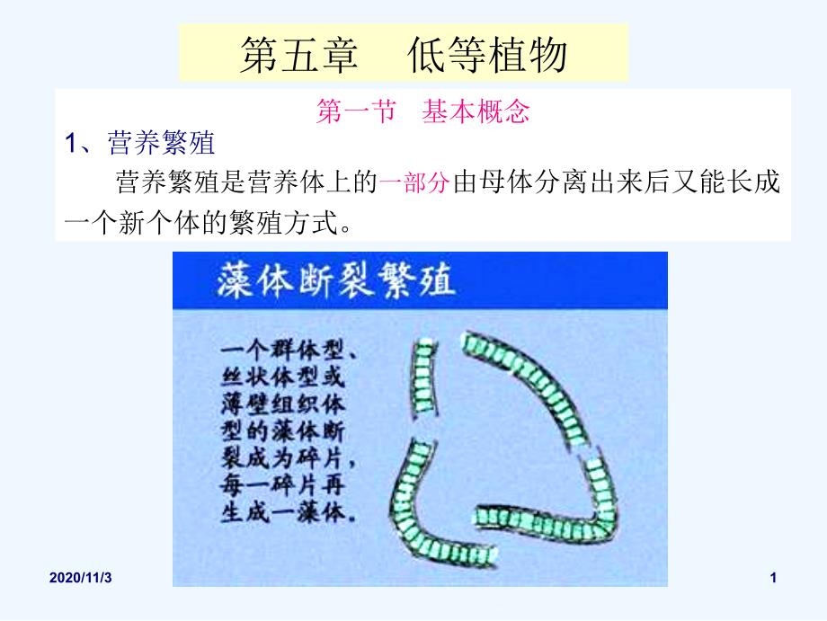 药用植物学课件低等植物_第1页