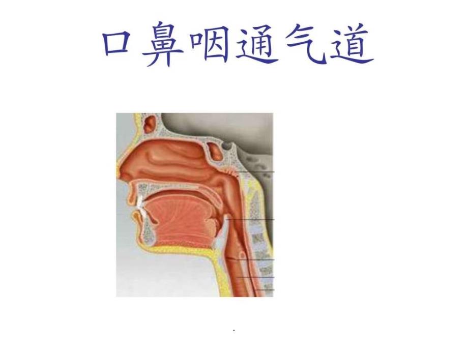 《口鼻咽通气道》课件_第1页