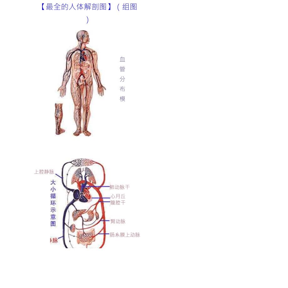 医学经典：最全的人体解剖图_第1页