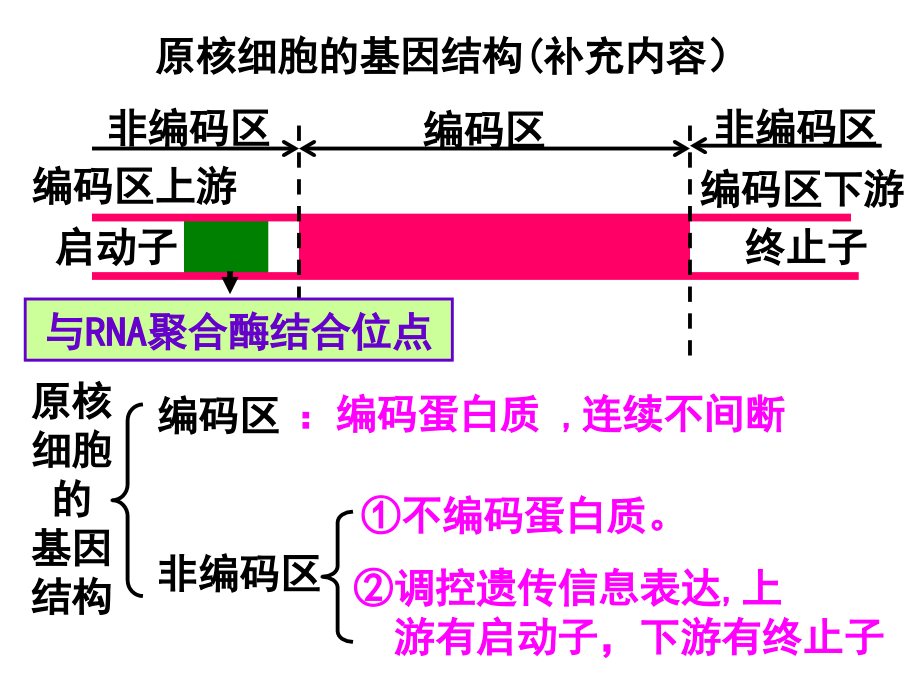 《基因工程的基本操作程序》课件_第1页